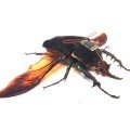 Ученые придумали жука-киборга
